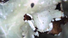 Cetrelia cetrarioides