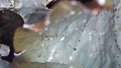 Cetrelia cetrarioides