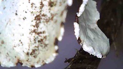 Cetrelia cetrarioides