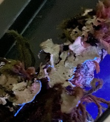 Cetrelia cetrarioides