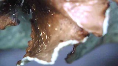 Cetrelia cetrarioides