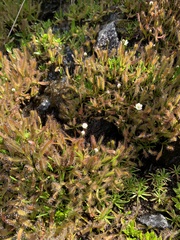 Drosera arcturi