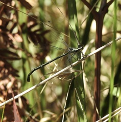 Odonata