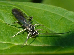 Cratichneumon sublatus