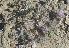 Langloisia setosissima