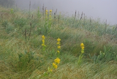 Gentiana lutea lutea