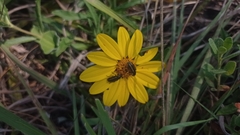 Aspilia montevidensis