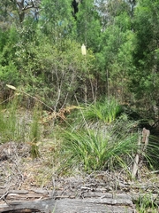 Xanthorrhoea macronema