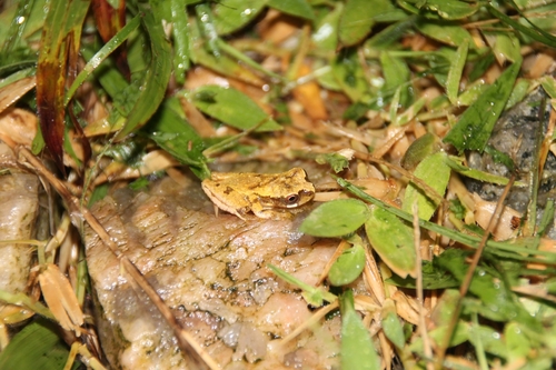 Sinnamary Tree Frog (Dendropsophus gaucheri) · iNaturalist