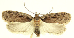 Agonopterix