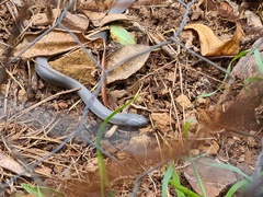 Cryptophis nigrescens