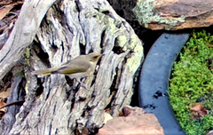 Ptilotula fusca