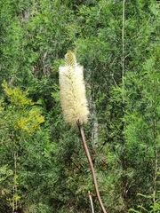 Xanthorrhoea macronema