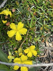 Hibbertia acicularis