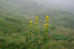 Gentiana lutea lutea