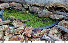 Ptilotula fusca