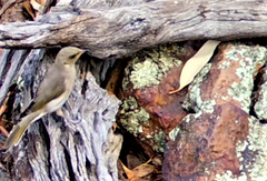 Ptilotula fusca