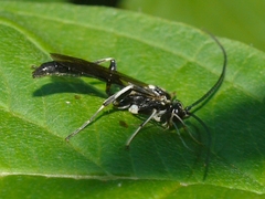 Cratichneumon sublatus