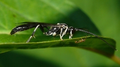 Cratichneumon sublatus