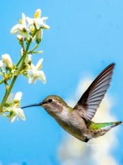 Calypte costae