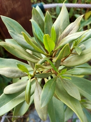 Myoporum bontioides