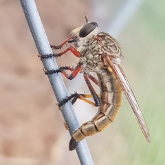 Dolopus simulans
