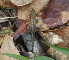Anolis mccraniei