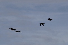 Dendrocygna autumnalis