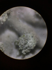 Physcia