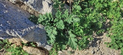 Phacelia pedicellata