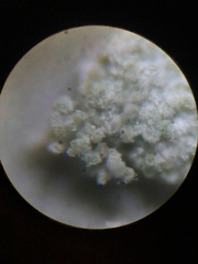 Physcia