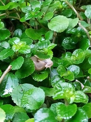 Praticolella griseola