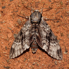 Psilogramma casuarinae