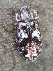 Grynoma