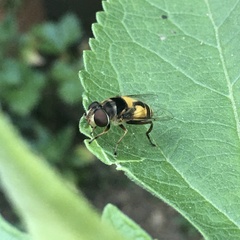 Eristalini