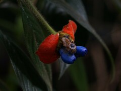 Palicourea tomentosa