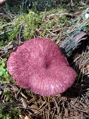 Suillus asiaticus