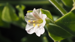 Mirabilis tenuiloba