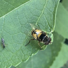 Eristalini