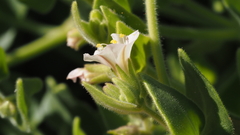 Mirabilis tenuiloba