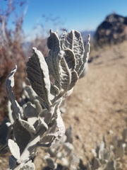 Eriodictyon tomentosum