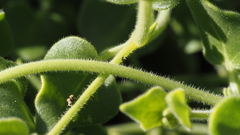 Mirabilis tenuiloba