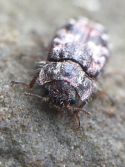 Grynoma