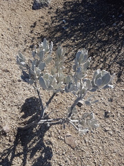 Eriodictyon tomentosum