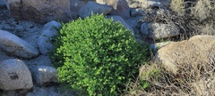 Mirabilis tenuiloba
