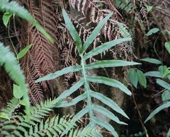Polypodioideae