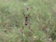 Trichonephila edulis