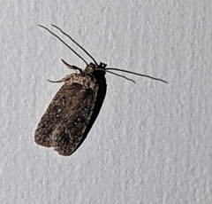Agonopterix
