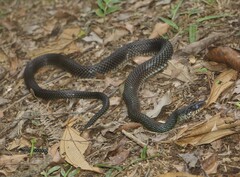 Drymobius margaritiferus