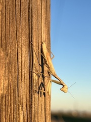 Schizomantodea
